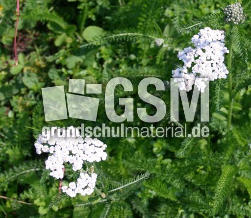 Schafgarbe-2.jpg